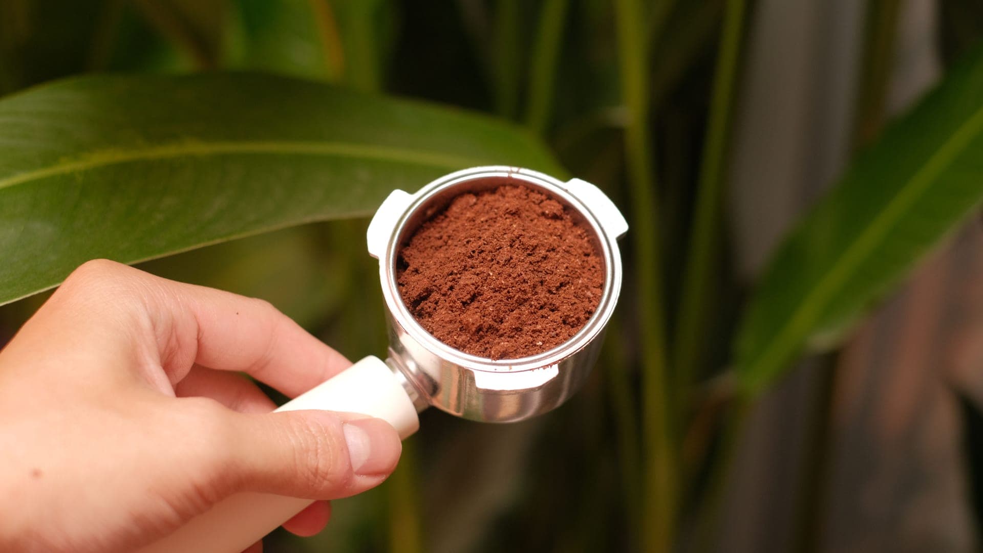 Freshly ground coffee in a portafilter basket